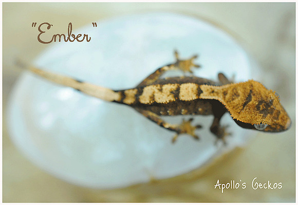 EMBER - APOLLO'S GECKOS