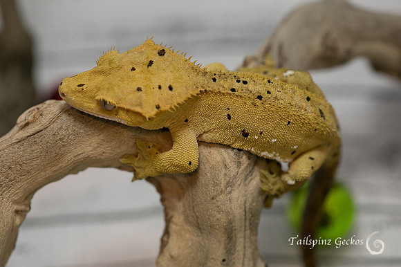 JUMANJI - GECKO HAVEN
