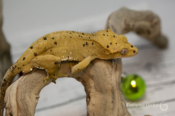 JUMANJI - GECKO HAVEN