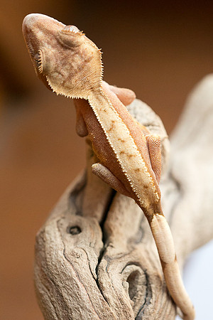 DILLION - BALL AND CHAIN REPTILES