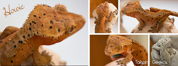 Howie - Super Dalmatian M-AC Lines X SM Reptiles