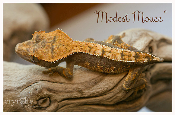 MODEST MOUSE - ALL STAR GECKOS