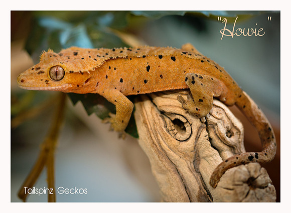 Howie - Super Dalmatian M-AC Lines X SM Reptiles