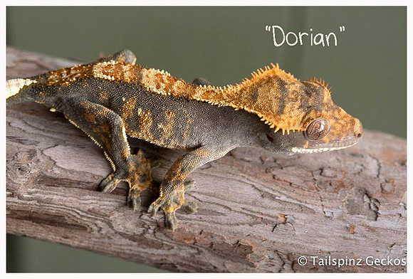 DORIAN - CREEPY EXOTICS
