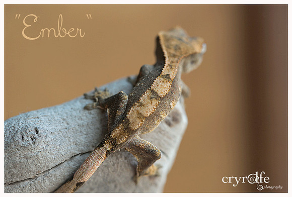 EMBER - APOLLO'S GECKOS