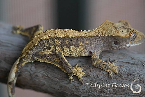 FLASH - GEKKONIDAZED GECKOS