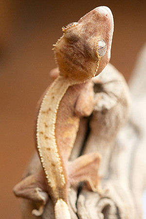 DILLION - BALL AND CHAIN REPTILES