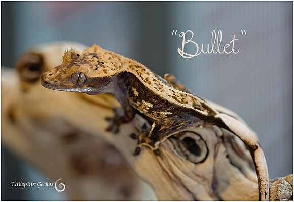 BULLET - AE LINES