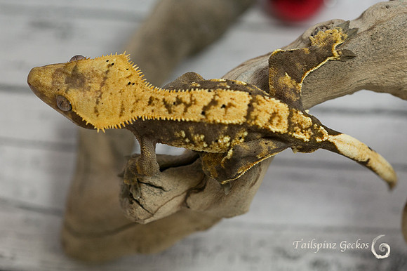 ARCHER - ALL-STAR GECKOS