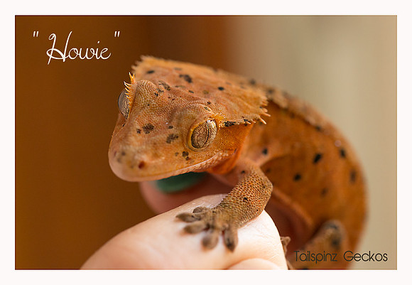Howie - Super Dalmatian M-AC Lines X SM Reptiles