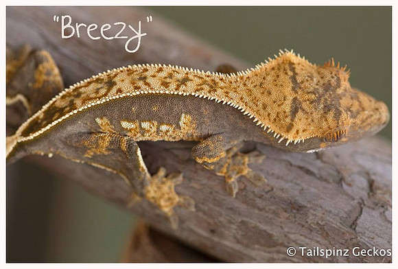 BREEZY - ALL-STAR GECKOS