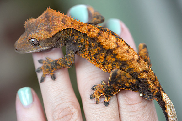DROGON - URBAN GECKO