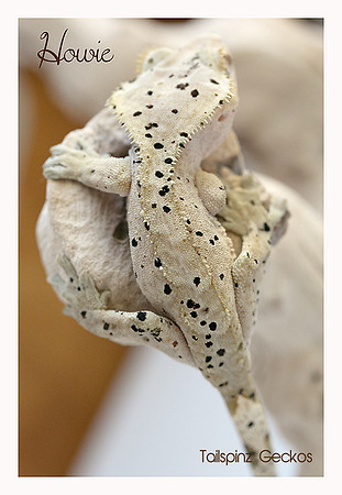 Howie - Super Dalmatian M-AC Lines X SM Reptiles